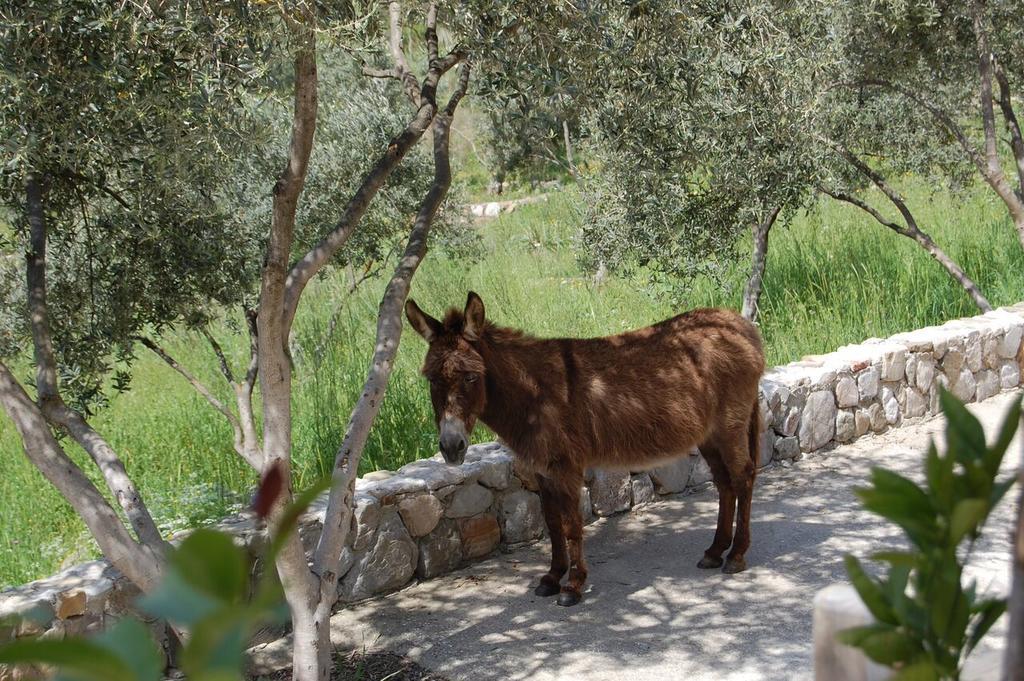 Olympos Mitos Hotel Buitenkant foto